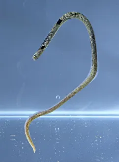 Spotted Garden Eel (Heteroconger hassi) underwater Spotted Garden Eel (Heteroconger hassi) underwater