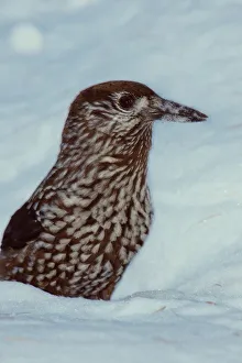 Spotted Nutcracker. Nucifraga Caryocatactes Spotted Nutcracker. Nucifraga Caryocatactes