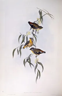 Spotted pardalote (Pardalotus punctatus), Engraving by John Gould Spotted pardalote (Pardalotus punctatus), Engraving by John Gould