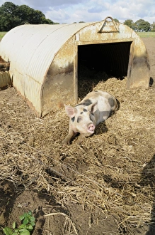 Spotted pig lying on soil and straw outside corrugated iron shelter, looking up Spotted pig lying on soil and straw outside corrugated iron shelter, looking up