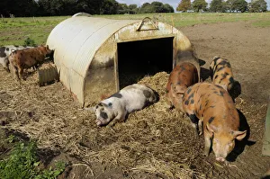 Spotted pigs outside corrugated iron shelter in a field, close-up Spotted pigs outside corrugated iron shelter in a field, close-up