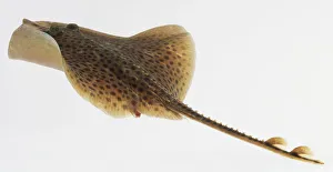 A Spotted Ray (Rajiformes) swimming A Spotted Ray (Rajiformes) swimming
