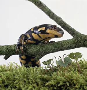 Spotted salamander (Ambystoma maculatum) climbing onto branch