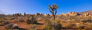 Spring in Joshua Tree National Park, California Spring in Joshua Tree National Park, California