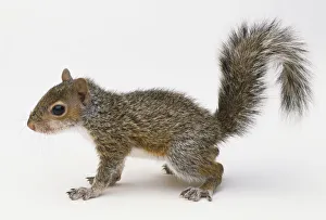 Squirrel (Sciuridae) on all fours, side view Squirrel (Sciuridae) on all fours, side view