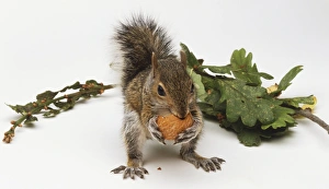 Squirrel (Sciuridae) nibbling on a nut clasped in its paws, high angle front view Squirrel (Sciuridae) nibbling on a nut clasped in its paws, high angle front view