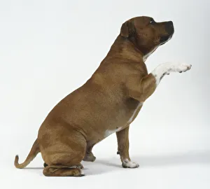 Staffordshire Bull Terrier raising paw Staffordshire Bull Terrier raising paw