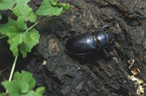 Stag Beetle (Lucanus cervus) perched on tree bark, close up Stag Beetle (Lucanus cervus) perched on tree bark, close up