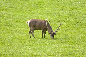 Stag grazing on lush grass in Belgian countryside Stag grazing on lush grass in Belgian countryside
