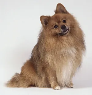 A standard German spitz with a thick golden coat sits with its head tilted A standard German spitz with a thick golden coat sits with its head tilted