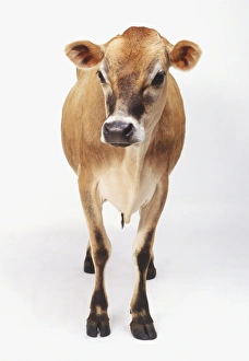 Standing Brown Cow (Bos taurus), front view Standing Brown Cow (Bos taurus), front view
