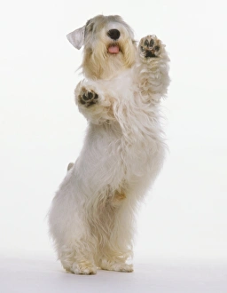 Standing facing front on hind legs Standing facing front on hind legs
