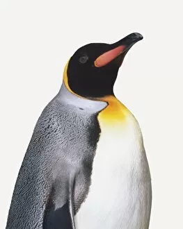 Eudyptes Chrysocome Gallery: Standing King Penguin (Aptenodytes patagonicus), Rockhopper Penguins (Eudyptes chrysocome)