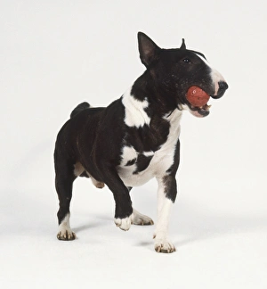 Standing Miniature Bull Terrier (Canis familiaris) holding orange ball in its mouth Standing Miniature Bull Terrier (Canis familiaris) holding orange ball in its mouth