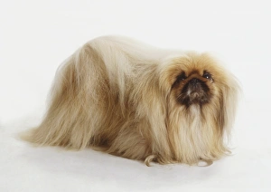 Standing Pekingese Dog (Canis familiaris) Art Prints