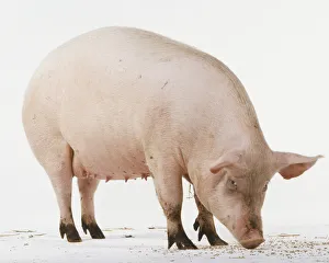 Standing pig with head lowered to the ground, side view Standing pig with head lowered to the ground, side view