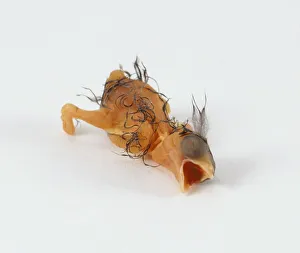 Starling (Sturnus vulgaris) hatchling