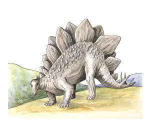 <b class=qtipBold><figcaption>Stegosaurus, illustration</figcaption></b><br>Stegosaurus, illustration Prehistory And Protohistory, Dinosaurs<br><em>© DEA PICTURE LIBRARY</em> Stegosaurus, illustration