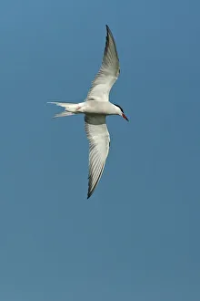 sterna comune, sterna hirundo, caradriformi, sternidi, animali, uccelli, europa, francia sterna comune, sterna hirundo, caradriformi, sternidi, animali, uccelli, europa, francia