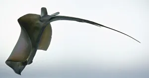 <b class=qtipBold><figcaption>Sting Ray</figcaption></b><br><em>© Dorling Kindersley/UIG</em> Sting Ray