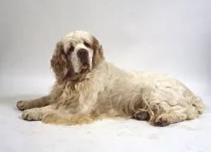 A stocky Clumber spaniel with a thick wavy white coat and brown ears lies on the floor A stocky Clumber spaniel with a thick wavy white coat and brown ears lies on the floor