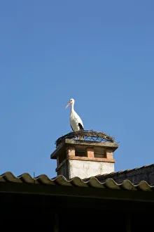<b class=qtipBold><figcaption>Stork</figcaption></b><br><em>© Marka/Universal Images Group</em> Stork