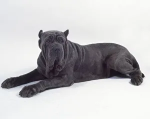 A stout dark gray Neapolitan mastiff with pendulous jowls, tiny cropped ears A stout dark gray Neapolitan mastiff with pendulous jowls, tiny cropped ears