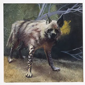 Striped Hyena (Hyaena hyaena), illustration Striped Hyena (Hyaena hyaena), illustration