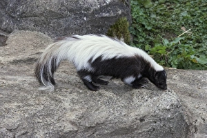 Striped skunk (Mephistis mephistis) on a rock, side view Striped skunk (Mephistis mephistis) on a rock, side view