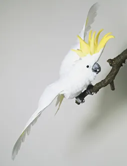 Sulphur-crested Cockatoo (Cacatua Sulphurea), a white bird with a raised, yellow crest, spreading its wings