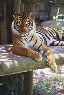 Sumatran Tiger (Panthera tigris sumatrae) Sumatran Tiger (Panthera tigris sumatrae)