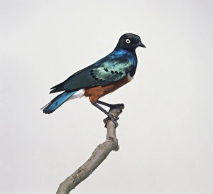 Superb starling (Lampropeltis superbus), perching on branch, side view Superb starling (Lampropeltis superbus), perching on branch, side view