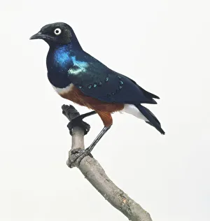 Superb Starling (Lamprotornis superbus) perching on branch, close-up Superb Starling (Lamprotornis superbus) perching on branch, close-up