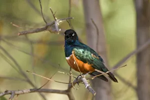 Lake Baringo Gallery: Superb starling (Lamprotornis superbus) in trees around Lake Baringo, Rift Valley, Kenya