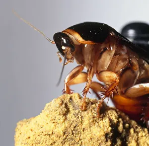 Surinam cockroach (Pycnoscelus surinamensis), close-up, side view Surinam cockroach (Pycnoscelus surinamensis), close-up, side view