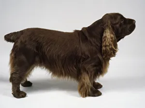 Sussex Spaniel dog standing up, side view Sussex Spaniel dog standing up, side view