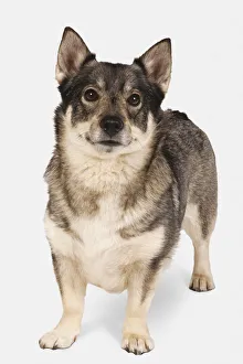 Swedish Vallhund, looking at camera Swedish Vallhund, looking at camera