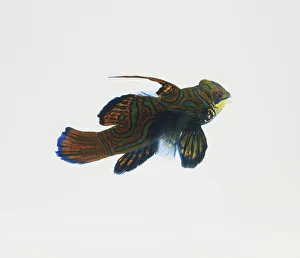 Swimming Mandarinfish (Synchiropus splendidus), high angle view Swimming Mandarinfish (Synchiropus splendidus), high angle view