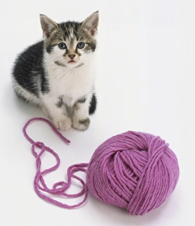 Tabby and white kitten sitting, white chest, dark markings on back, large erect ears Tabby and white kitten sitting, white chest, dark markings on back, large erect ears
