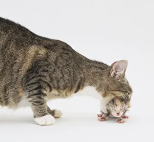 Tabby and white mother cat picking up her four-day-old kitten with her mouth Tabby and white mother cat picking up her four-day-old kitten with her mouth