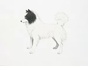 Tahltan Bear Dog, illustration