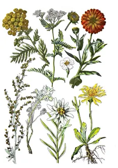 Tansy, Tanacetum vulgare L., Syn.: Chrysanthemum vulgare (L.) Bernh Tansy, Tanacetum vulgare L., Syn.: Chrysanthemum vulgare (L.) Bernh