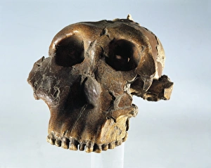 Tanzania, Quaternary, Australopithecus boisei, from Olduvai Gorge Tanzania, Quaternary, Australopithecus boisei, from Olduvai Gorge