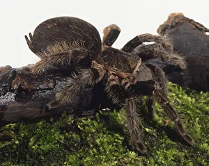 Tarantula, hairy spider, eight jointed legs, eight simple eyes, dark body with spiky ginger hairs, round bulbous abdomen, silk-producing spinnets at end of abdomen, leg-like pedipalps, resting on a piece of bark, grass beneath it Tarantula, hairy spider, eight jointed legs, eight simple eyes, dark body with spiky ginger hairs, round bulbous abdomen, silk-producing spinnets at end of abdomen, leg-like pedipalps, resting on a piece of bark, grass beneath it