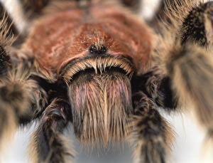 Tarantula, Tarantulas, Theraphosidae, detail of hairy head with small shiny black eyes Tarantula, Tarantulas, Theraphosidae, detail of hairy head with small shiny black eyes
