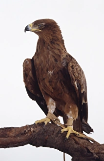 Tawny eagle (Aquila rapax) with its head turned to the side Tawny eagle (Aquila rapax) with its head turned to the side