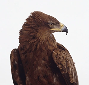 Tawny eagle (Aquila rapax) with its head turned to the side, close-up Tawny eagle (Aquila rapax) with its head turned to the side, close-up