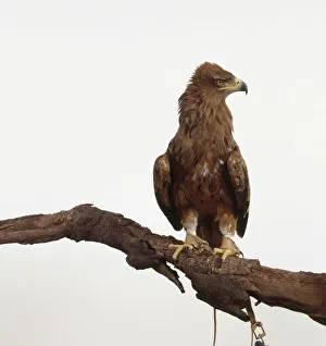 Tawny eagle (Aquila rapax) seen from front with head in profile, perching on a branch Tawny eagle (Aquila rapax) seen from front with head in profile, perching on a branch