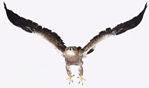 Tawny Eagle (Aquila rapax) taking off, wings spread, front view Tawny Eagle (Aquila rapax) taking off, wings spread, front view