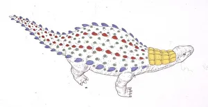 Technical drawing of Dracopelta dinosaur, elevated view Technical drawing of Dracopelta dinosaur, elevated view